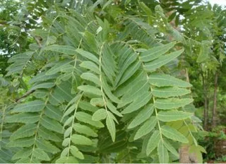 Boswellia serrata