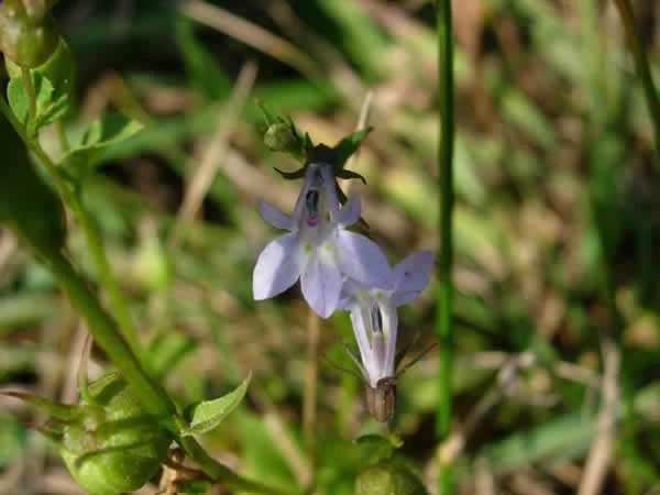 Lobelia inflata