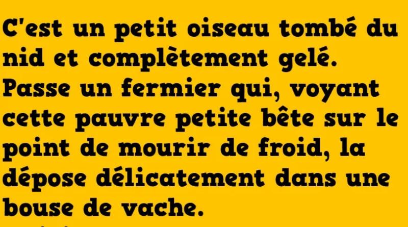 blague C'est un petit oiseau tombé du nid (1)