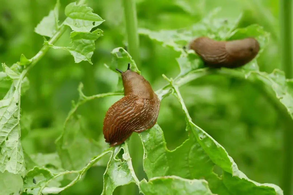 énigmes la course d'escargots 