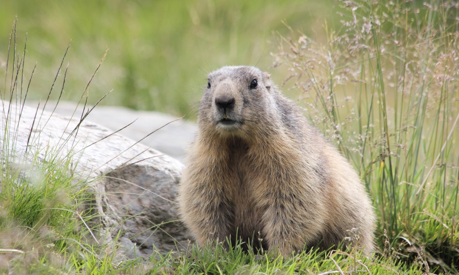  énigme marmottes 