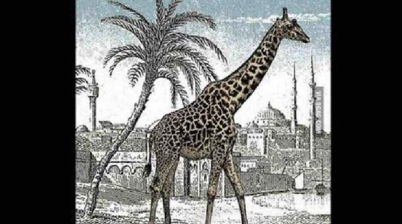énigme girafe