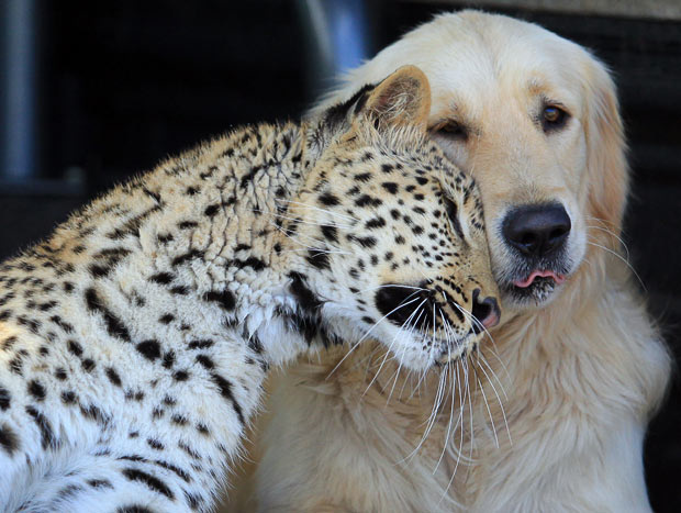 blague la sagesse d'un chien 