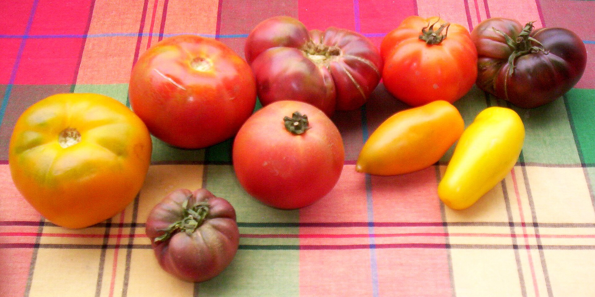 variétés de tomates 