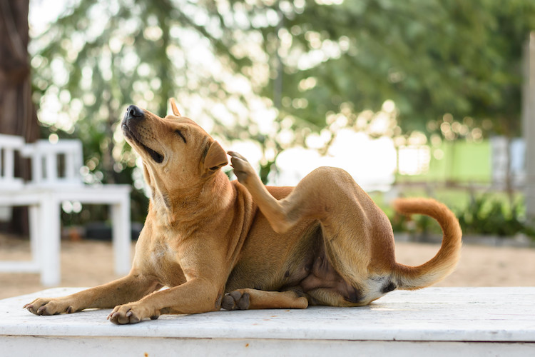 chien soins de la peau 