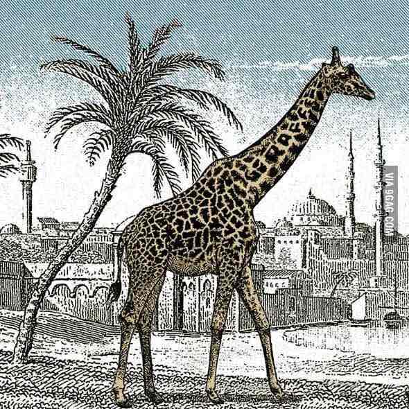 test-girafe-