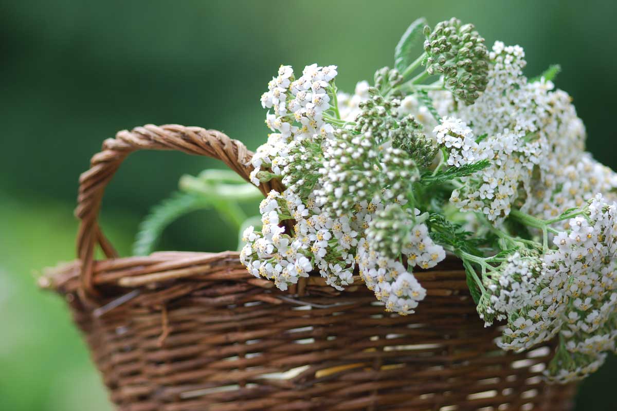 achillea-millefolium-petrabarz-adobestock-23412912