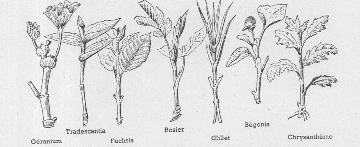 boutures herbacées