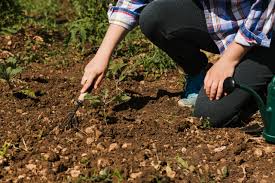 Comprendre la composition chimique du sol de votre jardin 