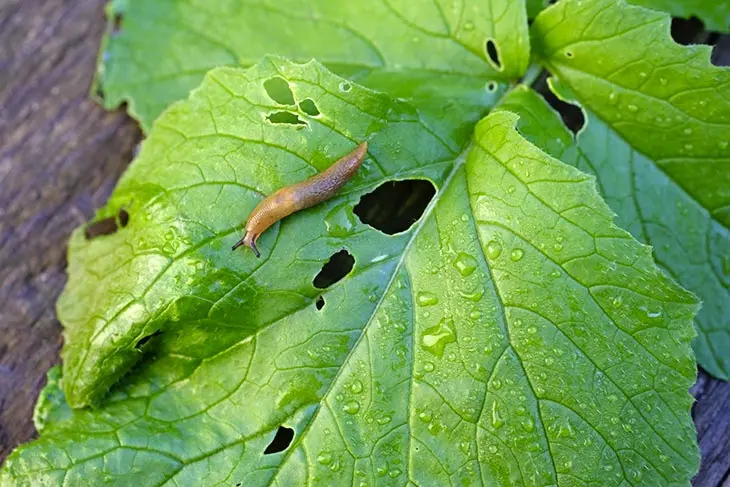 se débarrasser des limaces