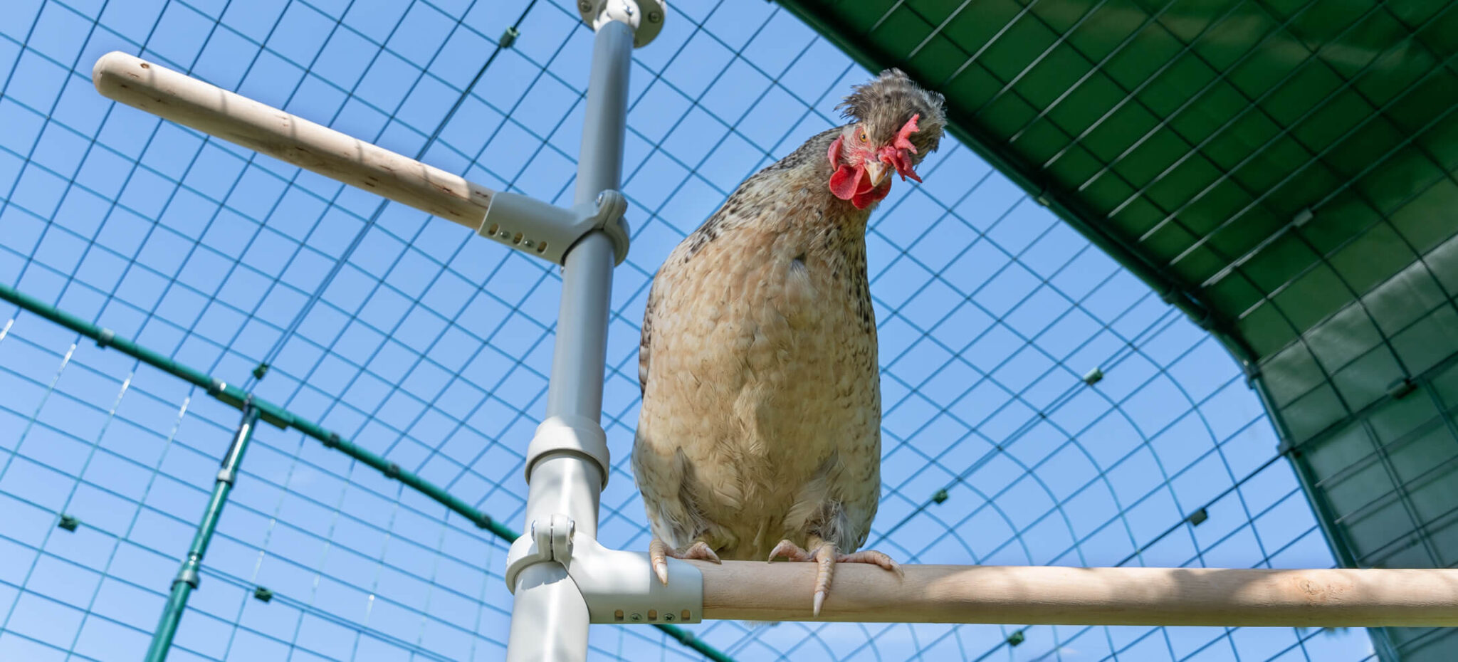 poule-perchee-sur-un-perchoir-pour-poules-poletree-domlet-2048x930