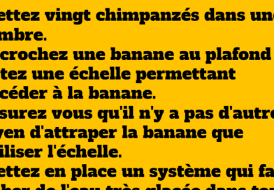 Le théorème du singe