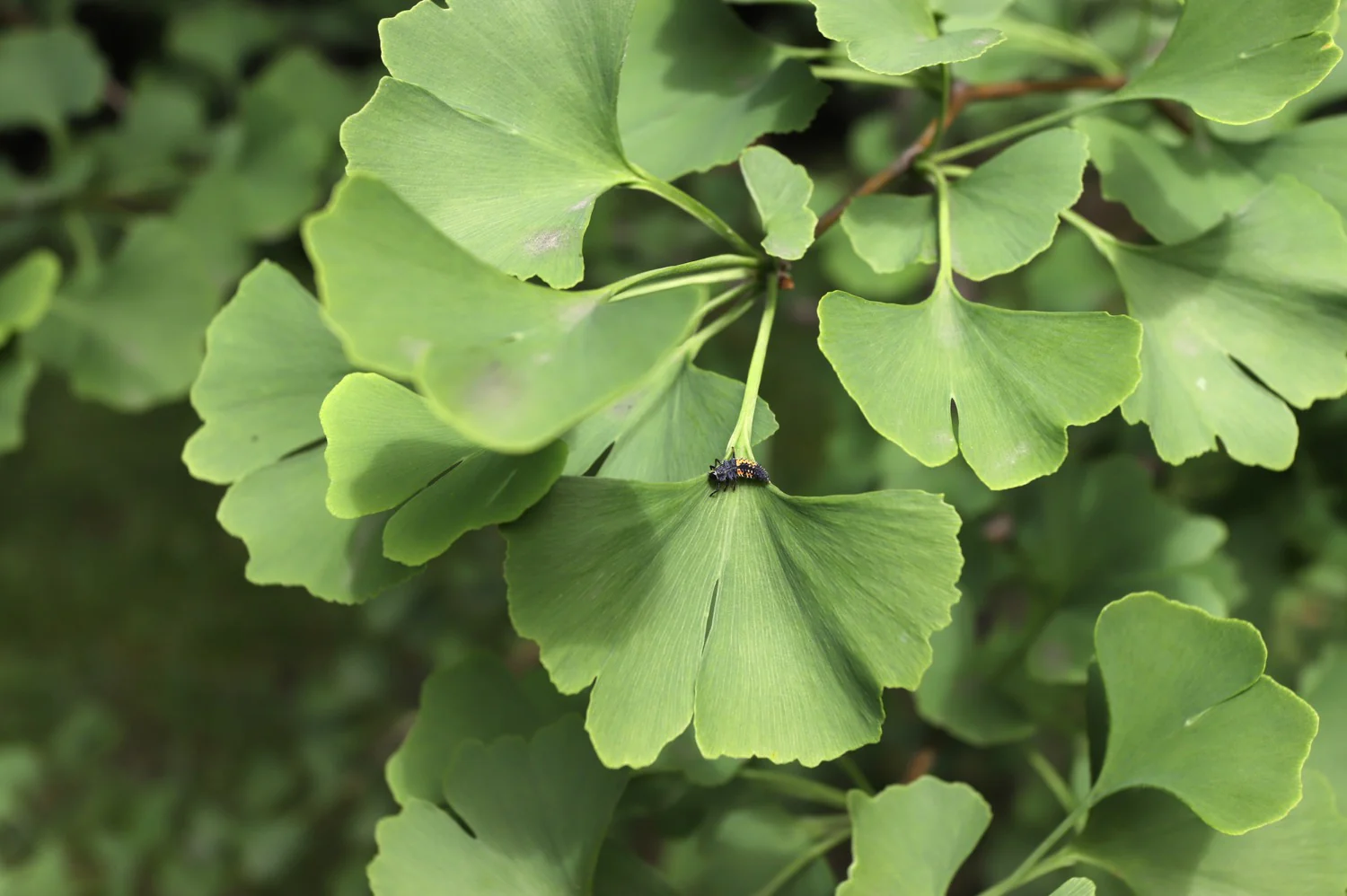 Ginkgo_Biloba