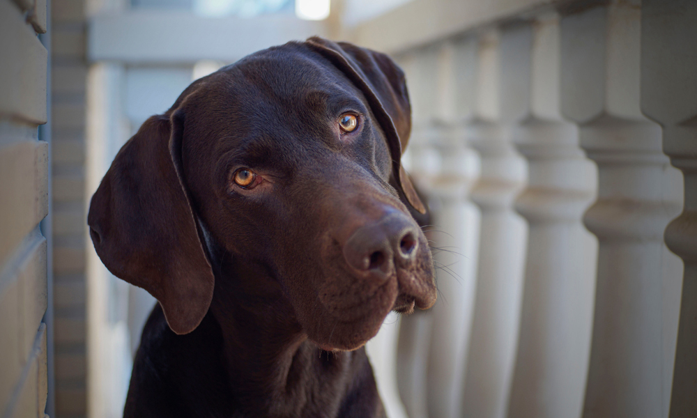 regard doux chien 