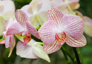 Épanouissement floral : Le yaourt nature, un miracle pour vos orchidées