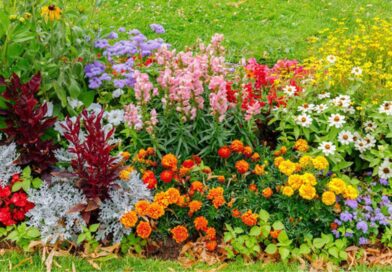 3 fleurs à planter avant fin mars pour un jardin éclatant au printemps