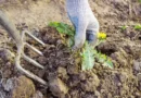 Travail du sol de votre jardin et outillage