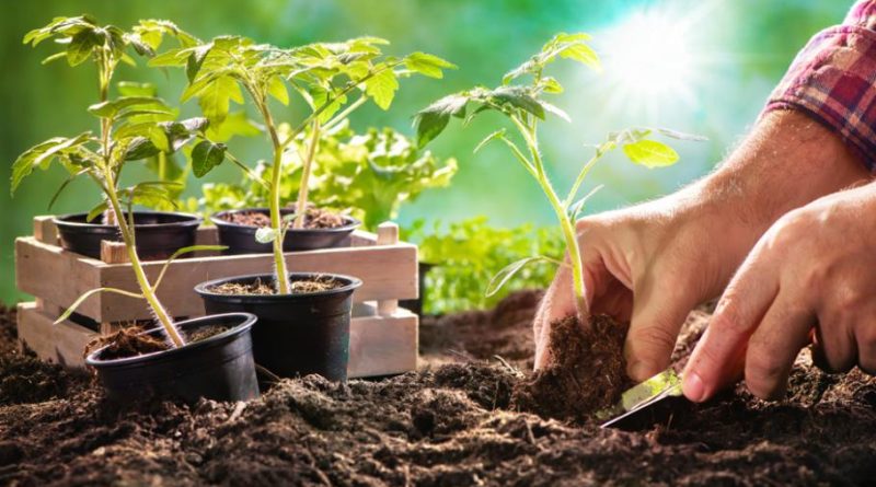 comment guérir ses plantes