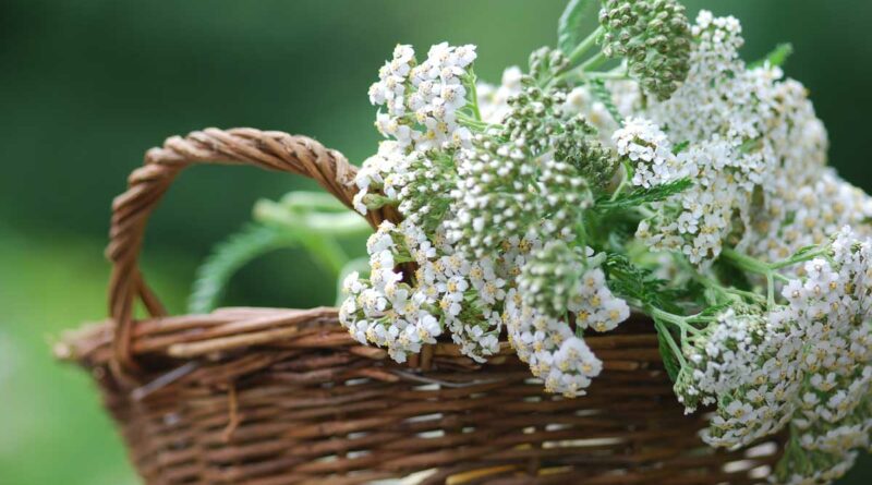 achillea-millefolium-petrabarz-adobestock-23412912