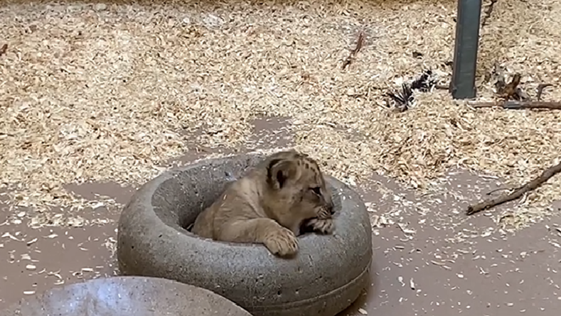 papa lion et son bébé