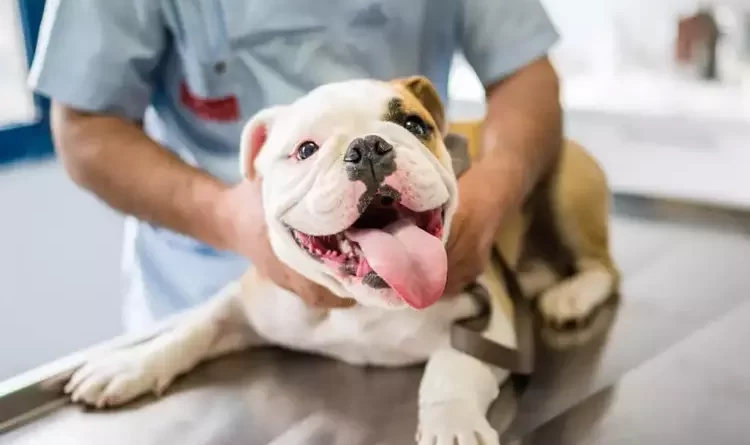 Les principaux intérêts et inconvénients de la castration chez le chien