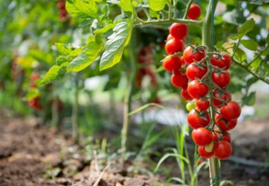 Révolutionnez votre potager : 8 alliés incontournables pour des tomates généreuses