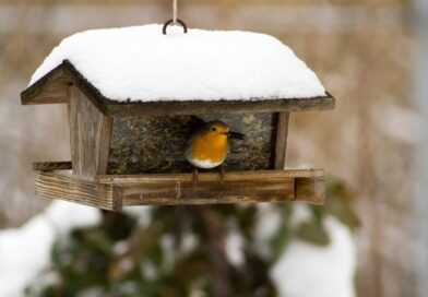 Les mangeoires en hiver : un danger méconnu pour les oiseaux de votre jardin