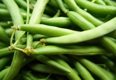 Attention danger : Des haricots verts de Carrefour contenant du verre rappelés en urgence