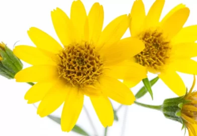 arnica