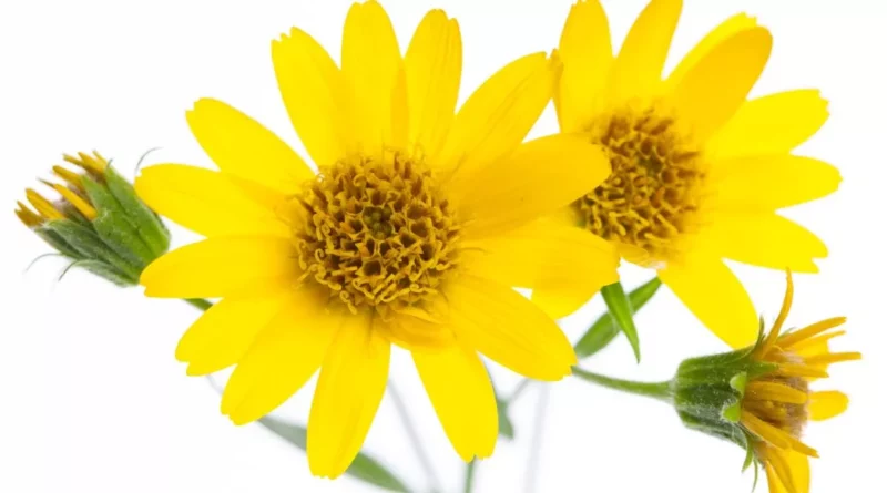 arnica