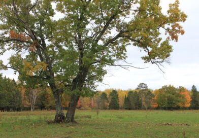 12 arbres à ne pas planter près de sa maison