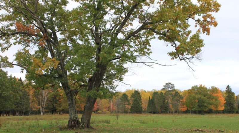 12 arbres à ne pas planter près de sa maison