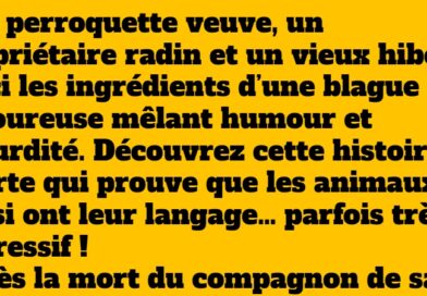 blague perroquette veuve