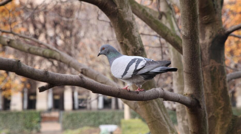 pigeon