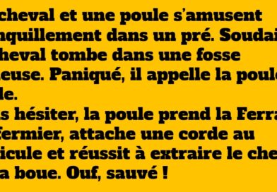 Un cheval et une poule dans un pré : une blague hilarante à découvrir !